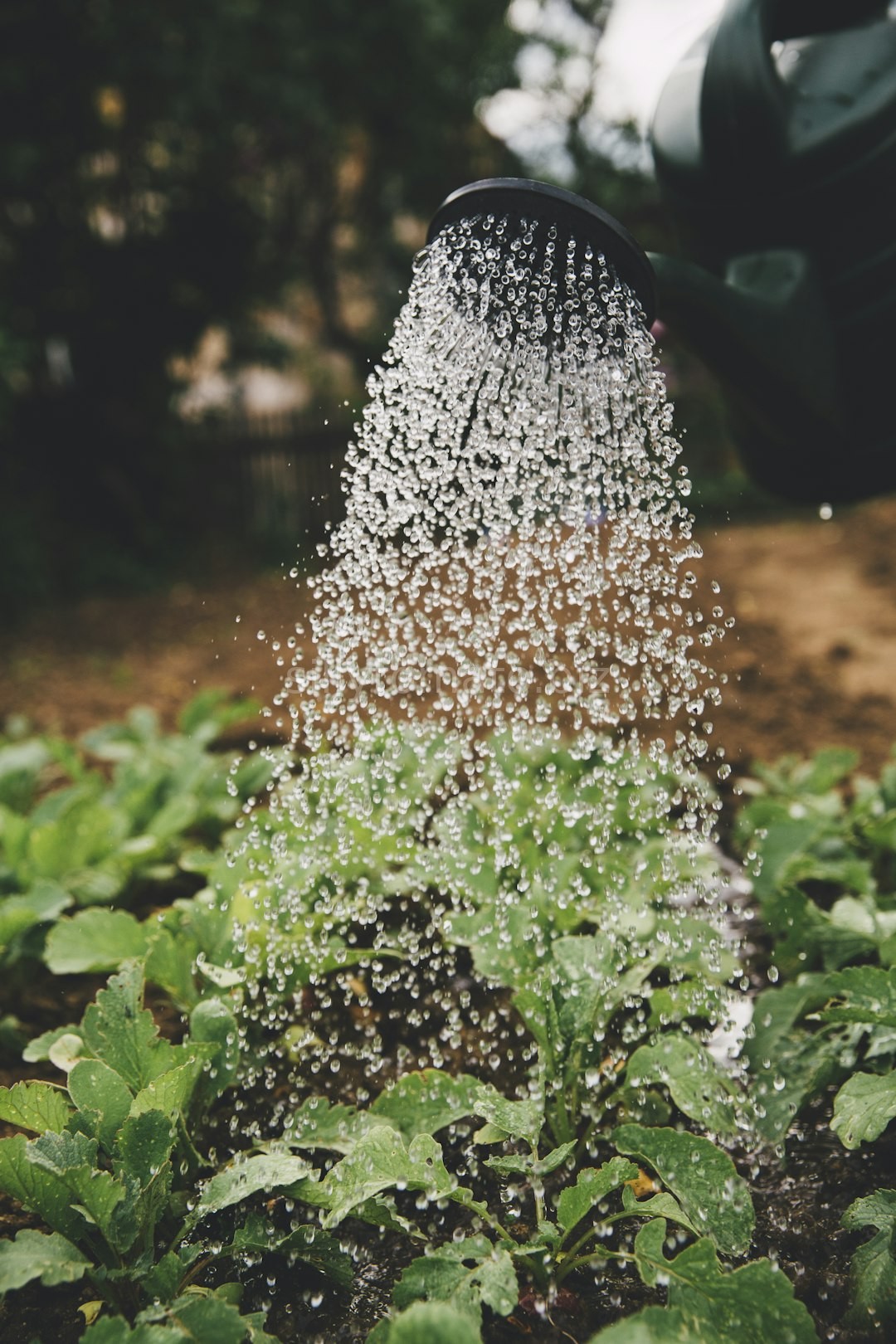 Organic Farm